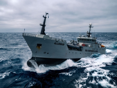 Sea Shepherd Tasmania Allankay