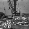 Fishing industry